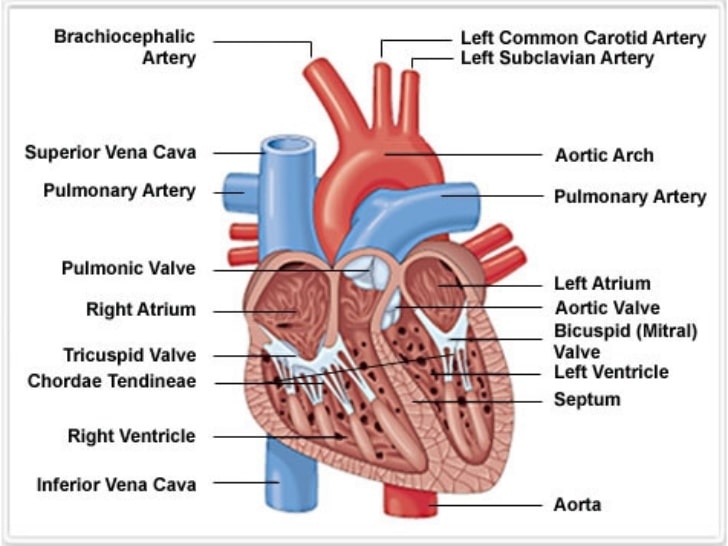 Perubahan Fisiologis Masa Nifas Pada Sistem Kardiovaskuler Nifas Lusa