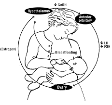 Metode Amenorea Laktasi (MAL) atau Lactational Amenorrhea Method (LAM)